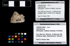 Foto (Objekt + Etikett) von Gastrodorus sp.  (NHMW-GEO-1990-0041-4400)